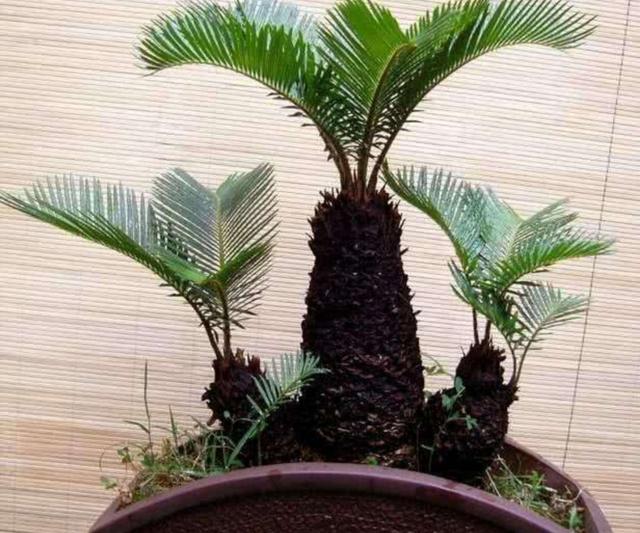 家里养棵这种盆景,叶子优美,四季常绿,美观又大方 家里养棵这种盆景,叶子优美,四季常绿,美观又大方