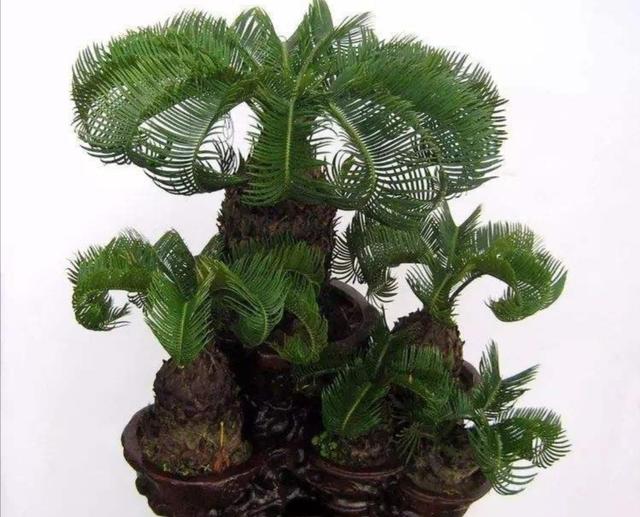 家里养棵这种盆景,叶子优美,四季常绿,美观又大方 家里养棵这种盆景,叶子优美,四季常绿,美观又大方