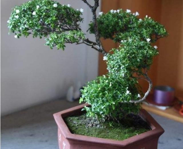 六月雪做成盆景，枝叶清秀，开花似雪，姿态优美