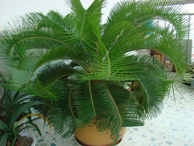 家里养棵这种盆景,叶子优美,四季常绿,美观又大方 家里养棵这种盆景,叶子优美,四季常绿,美观又大方