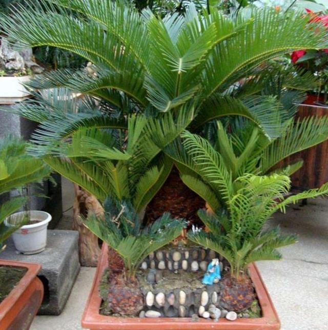 家里养棵这种盆景,叶子优美,四季常绿,美观又大方 家里养棵这种盆景,叶子优美,四季常绿,美观又大方