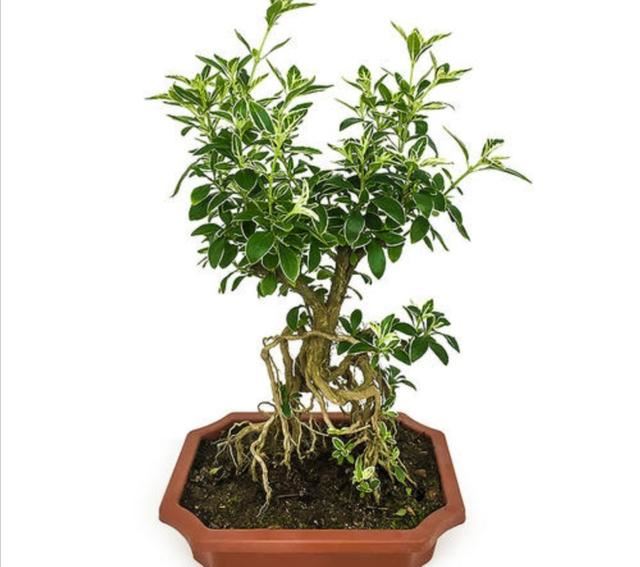 六月雪做成盆景，枝叶清秀，开花似雪，姿态优美