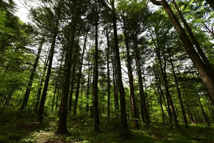 吉林省森林生态服务功能价值8899亿元