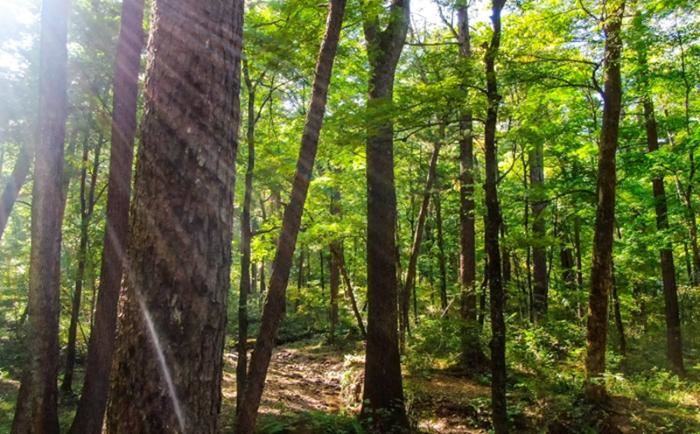 吉林省森林生态服务功能价值8899亿元