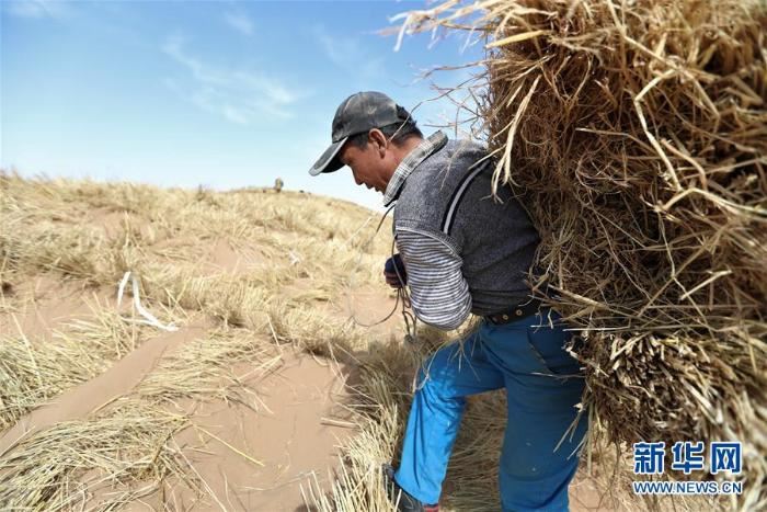 春季治沙正当时 春季治沙正当时