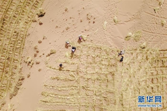 春季治沙正当时 春季治沙正当时