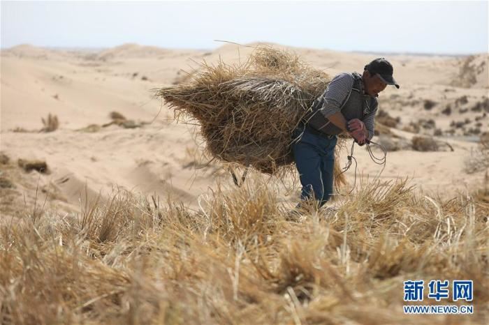 春季治沙正当时 春季治沙正当时