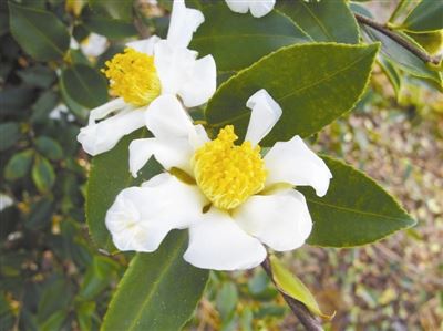 [树木传奇]油茶：木本油料之王