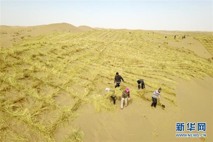 春季治沙正当时 春季治沙正当时