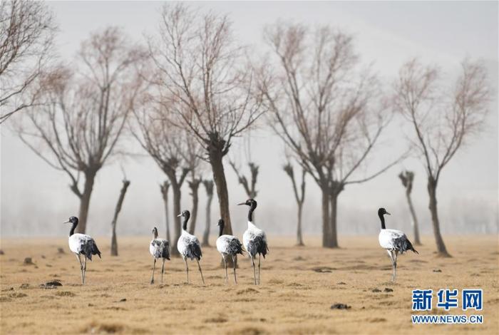 保护好雪域高原，筑牢国家生态安全屏障