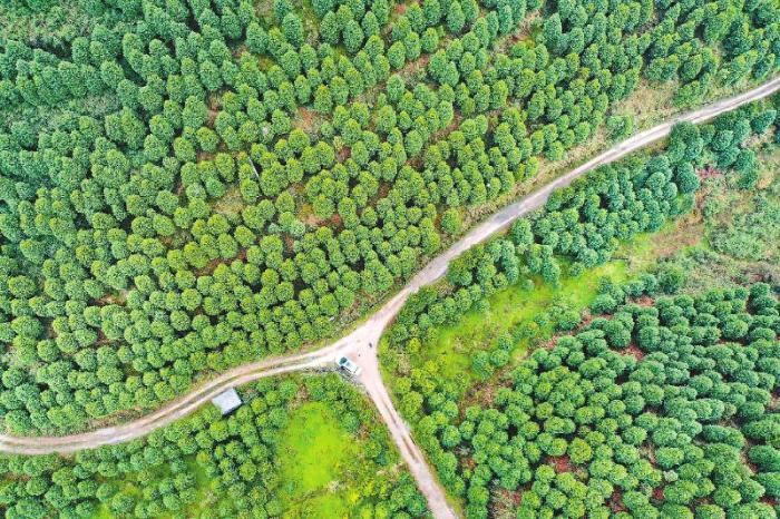 2019年四川国土绿化状况公报发布 2019年四川国土绿化状况公报发布