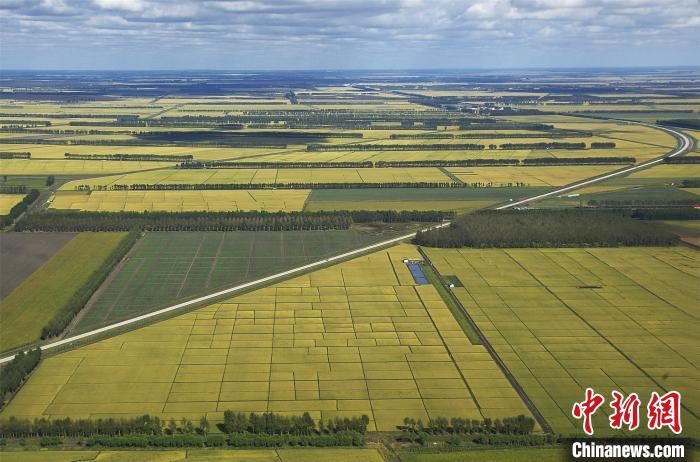 黑龙江力推植树造林：2019年完成造林117万亩