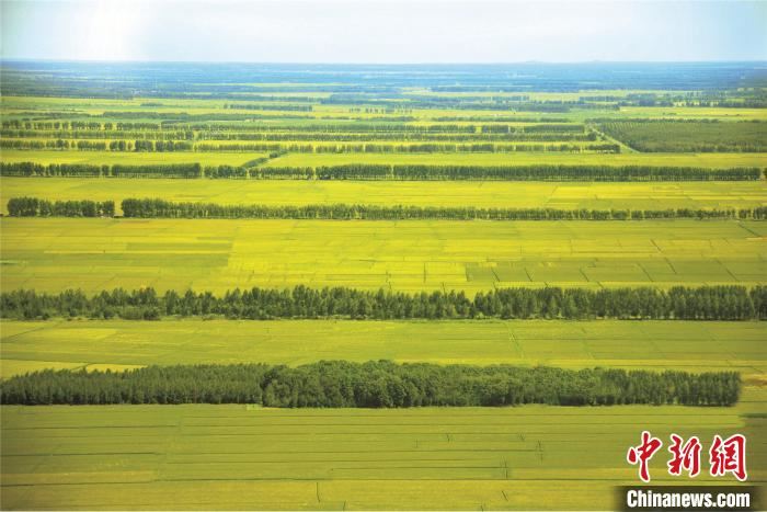 黑龙江力推植树造林：2019年完成造林117万亩