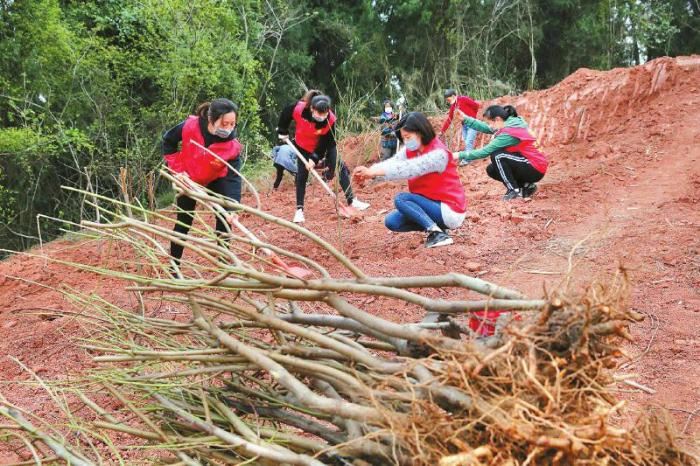 2019年四川国土绿化状况公报发布 2019年四川国土绿化状况公报发布