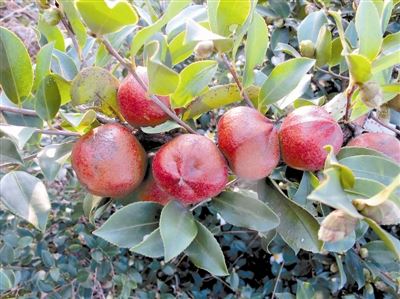 [树木传奇]油茶：木本油料之王