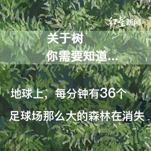 关于树，你需要知道的那些事