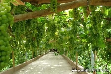 在农村院子里适合种植这五种树，养人镇宅