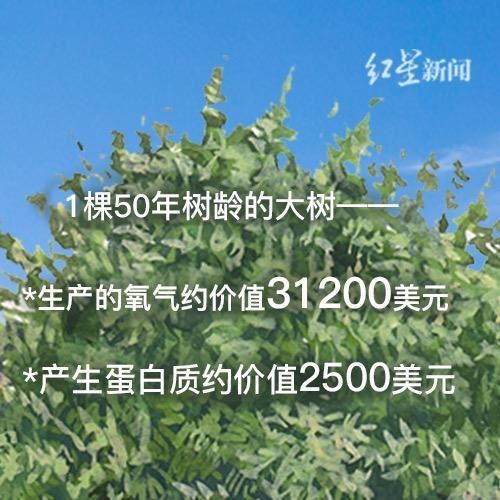 关于树，你需要知道的那些事