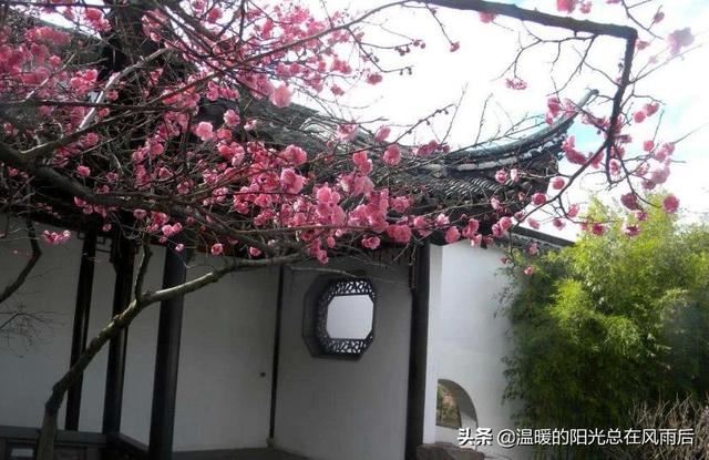 在农村院子里适合种植这五种树，养人镇宅