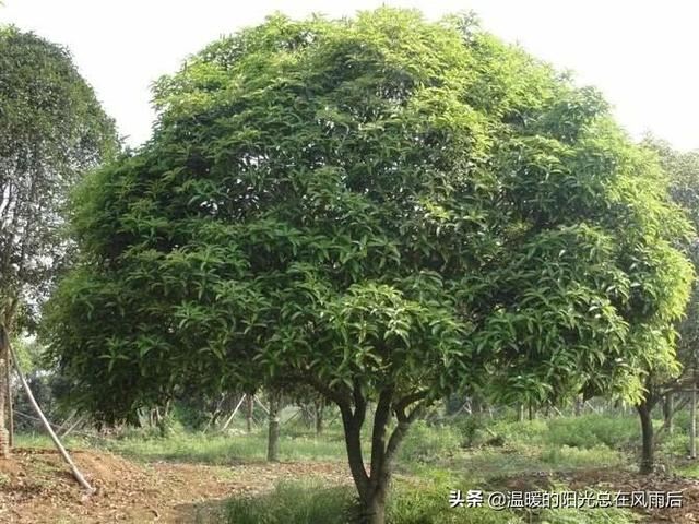 在农村院子里适合种植这五种树，养人镇宅