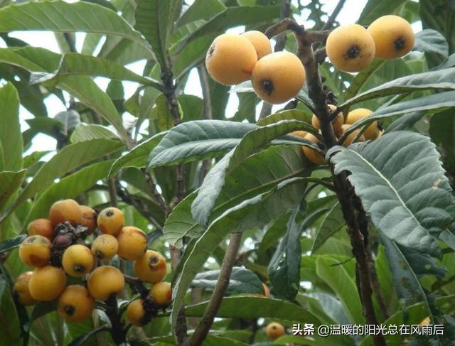 在农村院子里适合种植这五种树，养人镇宅