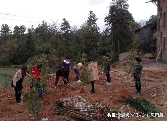 在农村院子里适合种植这五种树，养人镇宅