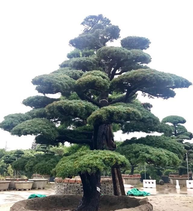 土豪们最爱的庭院树，简直太美了？