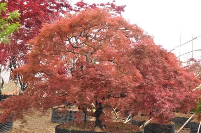 土豪们最爱的庭院树，简直太美了？