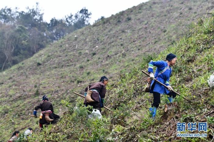 春季植树正当时