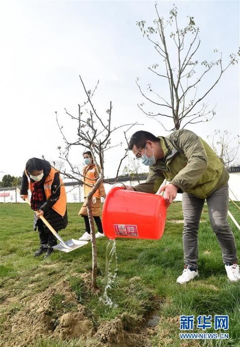 春季植树正当时