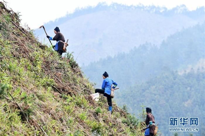 春季植树正当时