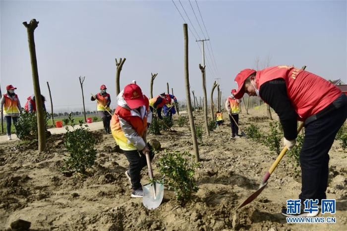 春季植树正当时