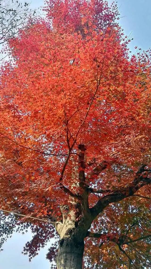 土豪们最爱的庭院树，简直太美了？