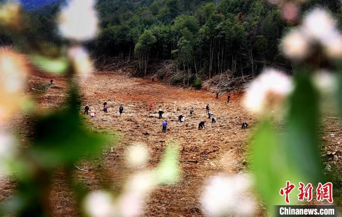 江西各地开展植树活动　为大自然添新绿