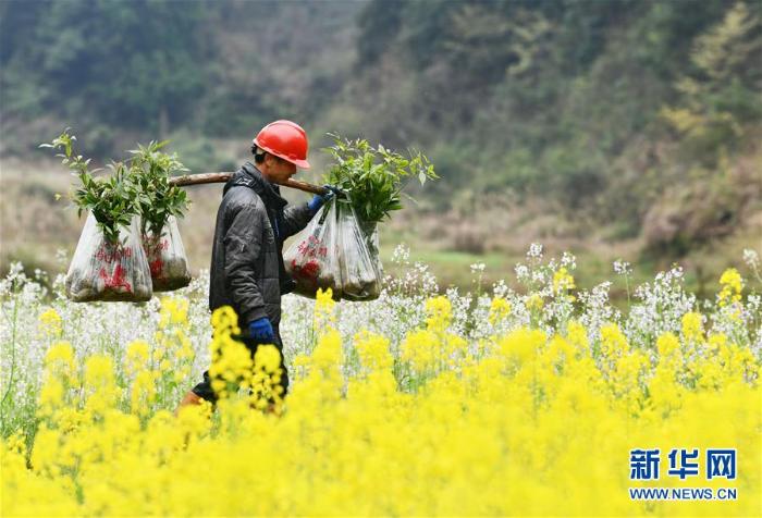 春季植树正当时