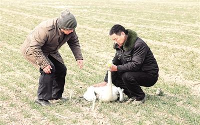 [最美林业故事]黄河岸　天鹅情