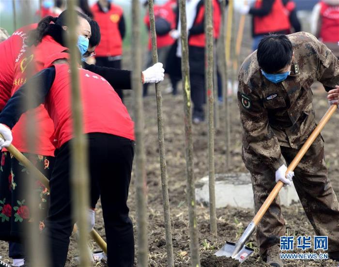 春季植树正当时