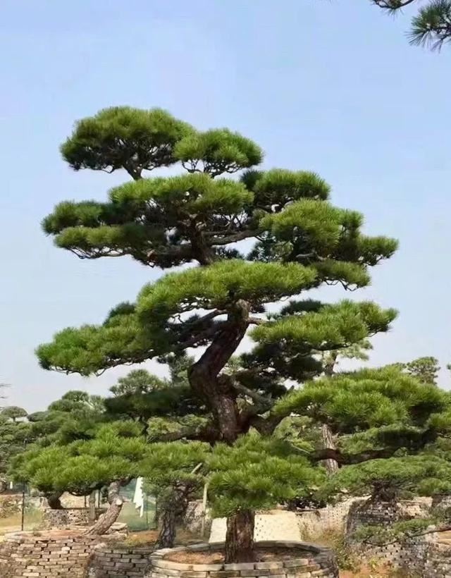 土豪们最爱的庭院树，简直太美了？