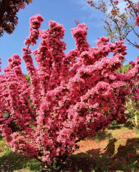 土豪们最爱的庭院树，简直太美了？