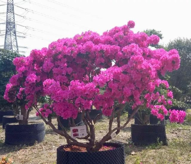 土豪们最爱的庭院树，简直太美了？