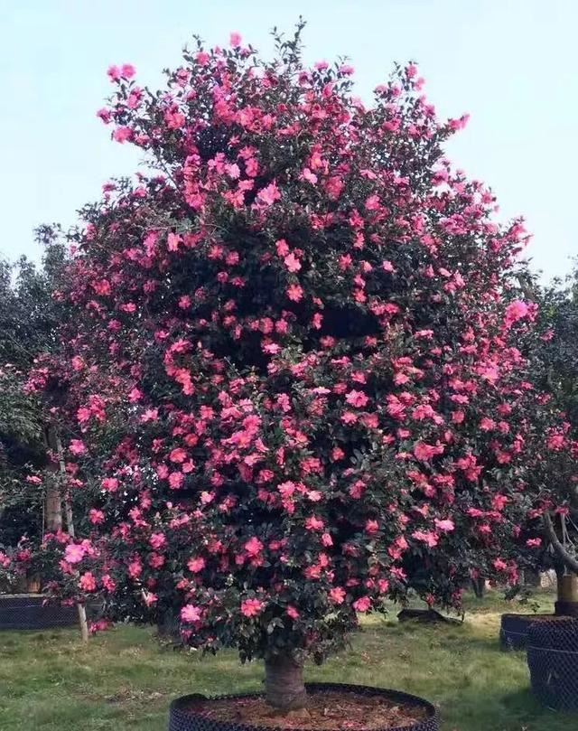 土豪们最爱的庭院树，简直太美了？