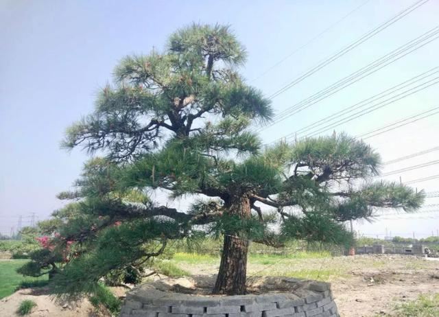 土豪们最爱的庭院树，简直太美了？