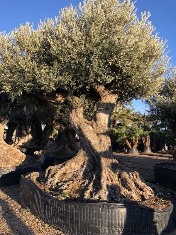 土豪们最爱的庭院树，简直太美了？