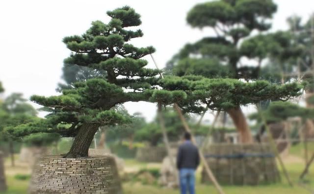 土豪们最爱的庭院树，简直太美了？