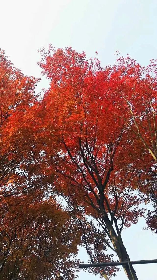 土豪们最爱的庭院树，简直太美了？