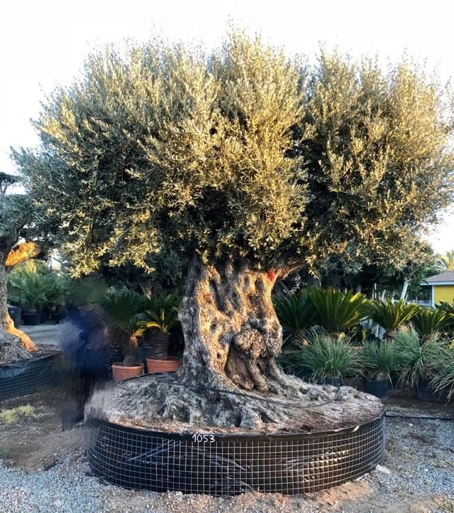 土豪们最爱的庭院树，简直太美了？