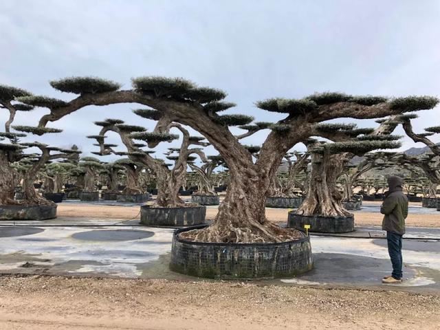 土豪们最爱的庭院树，简直太美了？