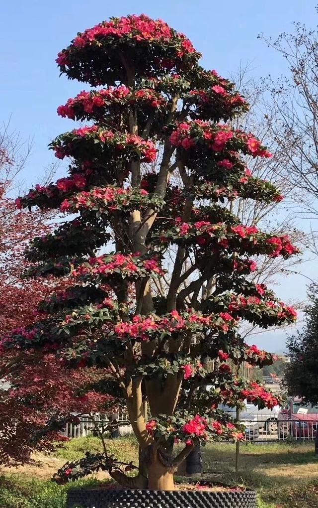土豪们最爱的庭院树，简直太美了？