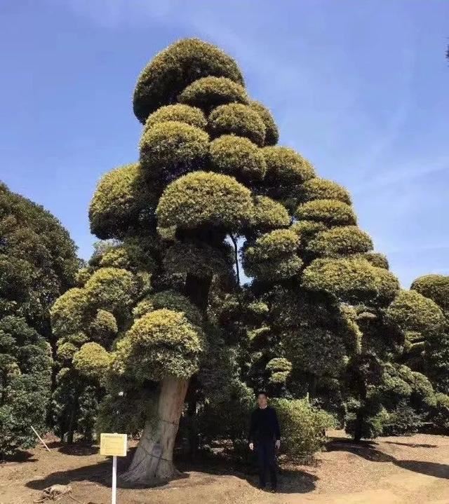 土豪们最爱的庭院树，简直太美了？