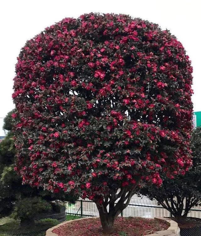 土豪们最爱的庭院树，简直太美了？